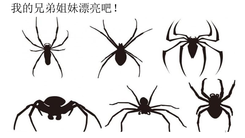 4~6岁少儿绘画美术课可爱的大蜘蛛ppt课件.ppt