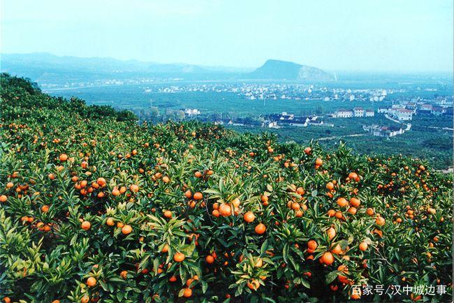 汉中柑桔旅游文化月启动去城固桔园摘桔子怎么停车速看指南