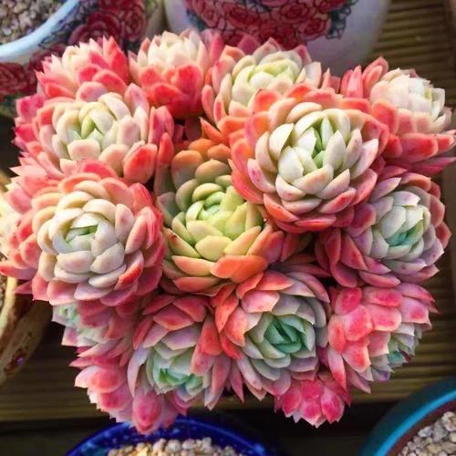 小叶冰梅月影多肉植物盆栽群生多头冰莓鬼魅贝瑞肉肉办公室内花卉