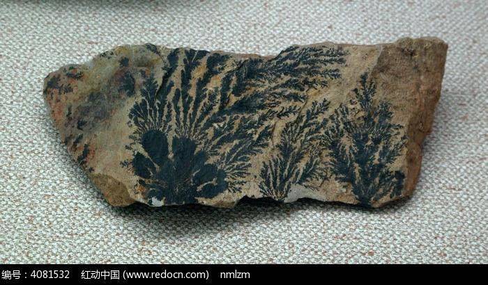 从其保存特点看,可大致分为四类:实体化石,模铸化石,遗迹化石和化学