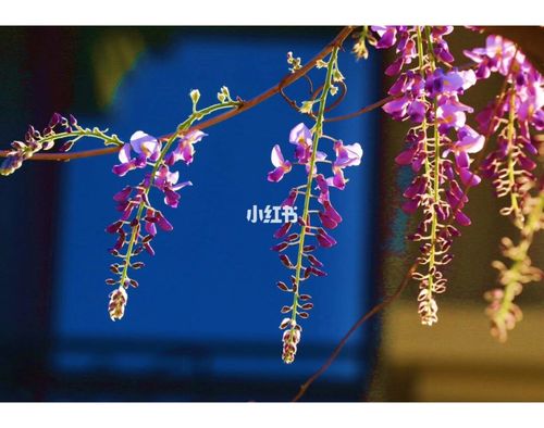 花海_中东_植树节去哪玩_串串_花语_文化_阅读