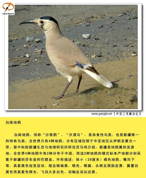 若凡的相册 - 388种雀鸟图文资料