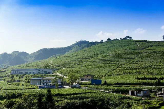 麻江蓝莓基地在哪里?