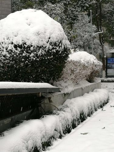 武汉昨晚终于下雪了!