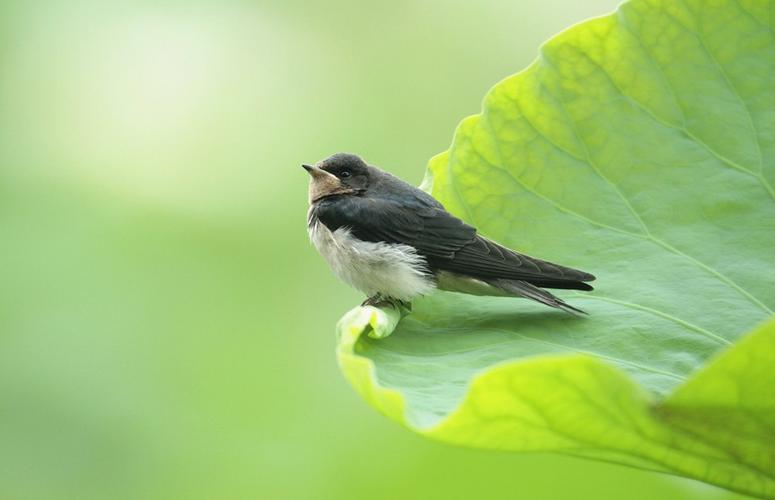 为什么燕子低飞要下雨的科学故事