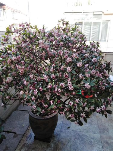 秋冬季节适合养这种花——金边瑞香