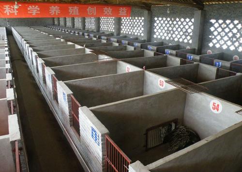 豪猪合作社养殖基地