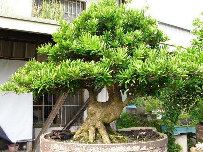 家里养一棵罗汉松典雅大气养得越久越值钱