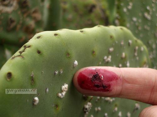 胭脂虫是这样的