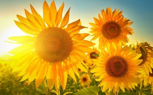 俄罗斯国花——向日葵