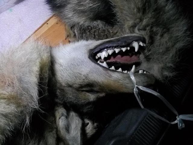 你见过真正的狼牙吗