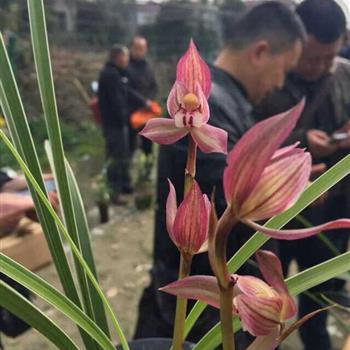 春剑—边荷锦绣【带芽】