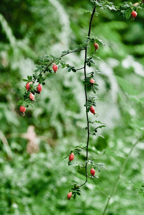 每年,山里的野蔷薇都结很多果实!