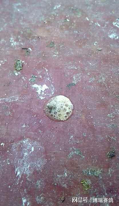 准确判断鸽子的沙门氏,千万别把沙门氏和球虫弄混淆