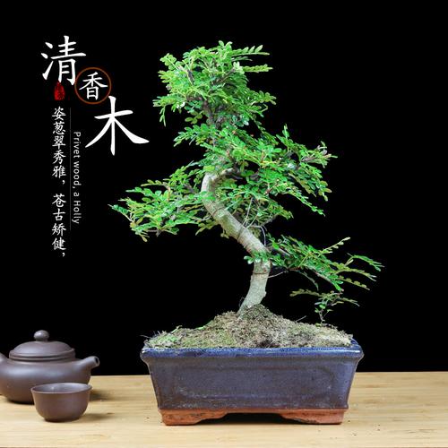 清香木盆栽盆景室内驱蚊草植物净化空气绿植精品胡椒木老桩清香型