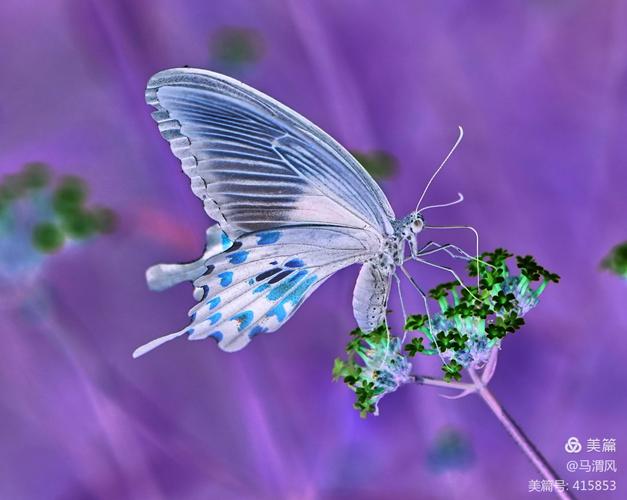 [4] 雌性玉带凤蝶模枋的物种红珠凤蝶及南亚联珠凤蝶都是有毒的蝴