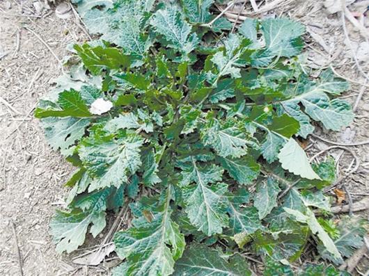 女子因吃野菜中毒 晒太阳后头脸发肿(图)