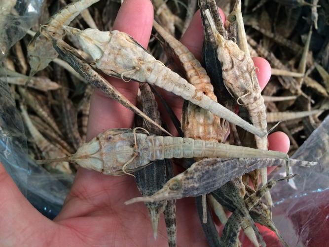 海麻雀 中药材批发 泡酒药材