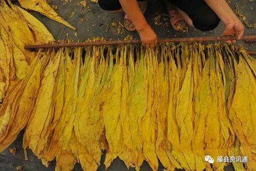 藤县一男一女将烟叶加工成烟丝出售,获刑二年二个月