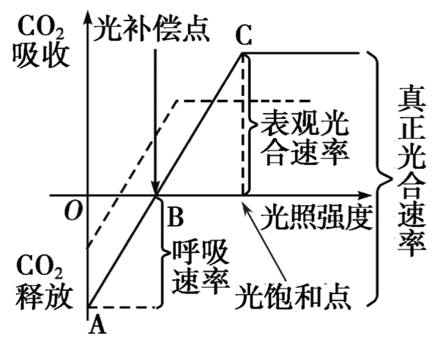 净光合应该为负吧.那么,x轴上方部分为0下方为. 这张图经常出现