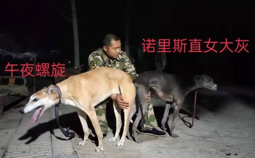 大灰900023344088969,nltz1408,精华甜品 - 格力犬yy--格力犬中英文