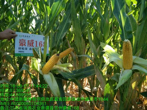 玉米新品种豪威168引种西北,震撼上市;甘肃省瑞源农业科技有限公司