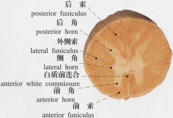 图486 胸段脊髓(横切面)