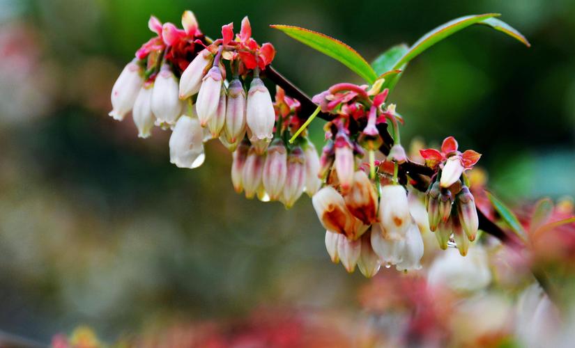 蓝莓花与果实,摄于江苏无锡锡山区锡北镇,斗山辛巷家庭农场.