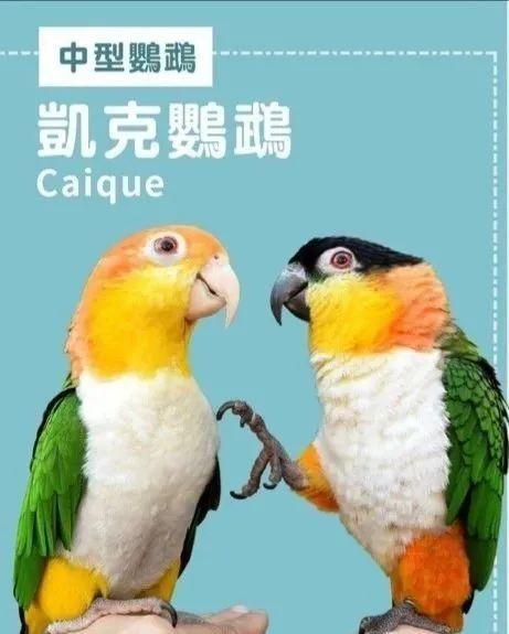 仅一字之差,金头凯克鹦鹉比黑头凯克鹦鹉贵在哪里?原来在这里