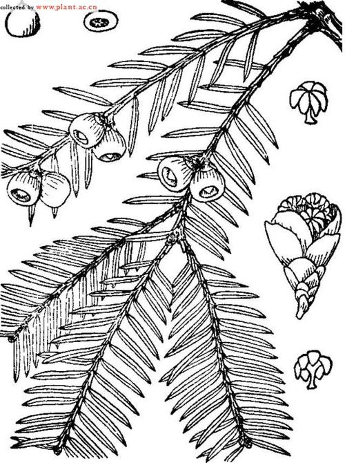 水杉图片简笔画