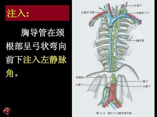 人体解剖学--淋巴系统 注入: 胸导管在颈 根部呈弓状弯向 前下注入左