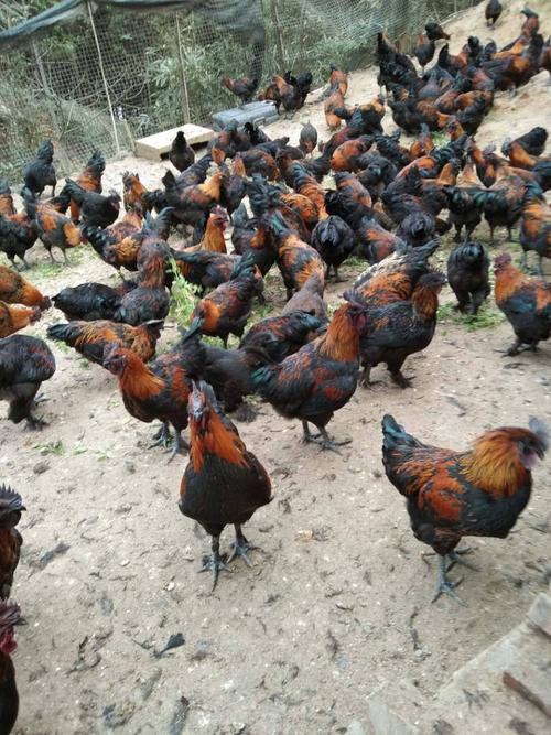 黑肉鸡土鸡批发