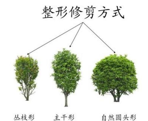 桂花树的修剪方法?