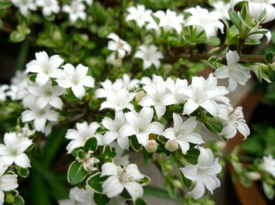 金边六月雪几月开花,每年六月份含苞盛放/洁白如雪