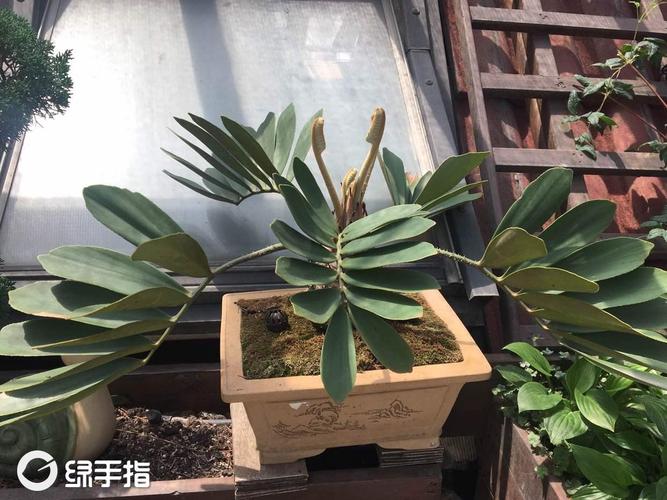 五海的墨西哥铁的养殖方法,墨西哥铁