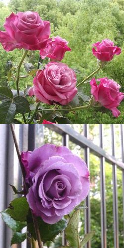 优友魅影灌木月季切花玫瑰花苗大花四季开花庭院阳台盆栽植物花卉欧月