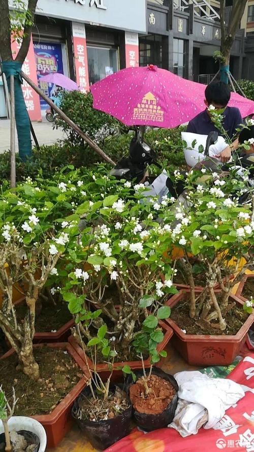 [双瓣茉莉批发] 精品茉莉花老桩20年,地苗价格50元/棵