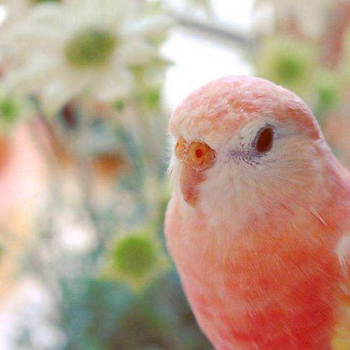 【鸟类】人间水蜜桃——伯克氏草原鹦鹉(秋草鹦鹉)