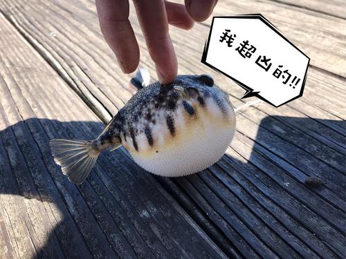 气鼓鼓的小河豚