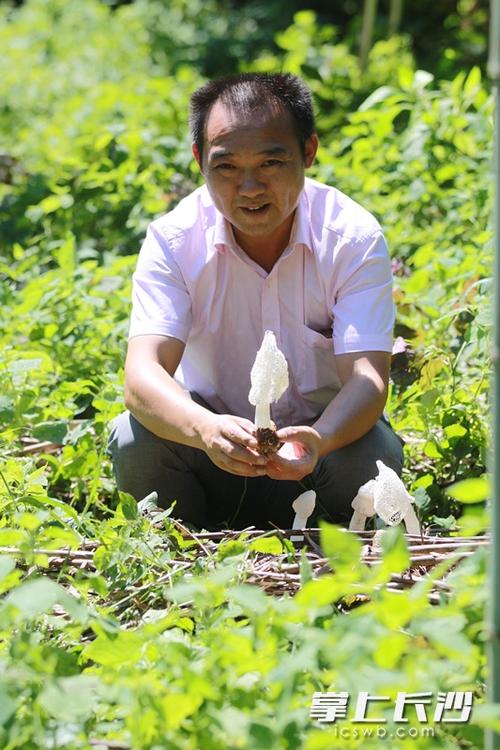 酿竹酒种竹荪,浏阳村民竹林里觅商机