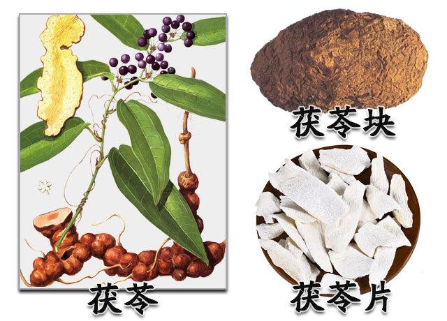 生活中常见的茯苓,其成分功效如何?用法用量及注意事项是什么?