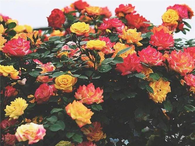 105.藤彩虹 香味:淡香或无香. 类别:藤本月季. 开花频率:多季节开花.