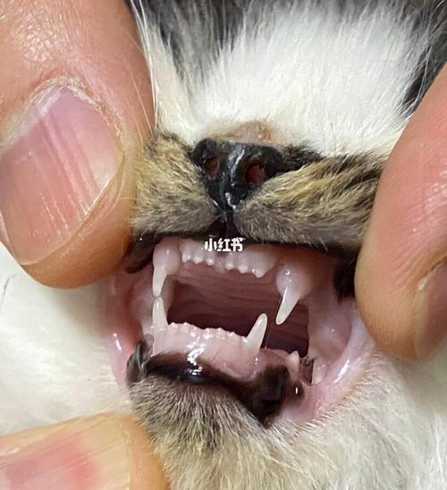 看猫咪牙齿分辨年龄～_猫咪_小猫_疫苗_加菲_宠物_猫