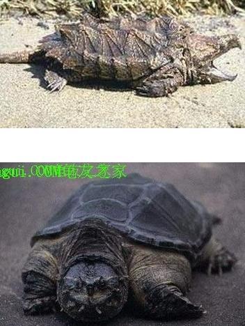小鳄龟和大鳄龟有什么不同?我看网上还分大小?是两