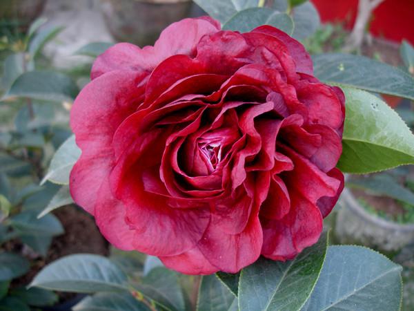 朱砂紫袍:是茶花的一个品种.