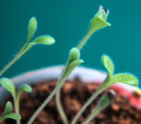 刚刚发芽的碗莲种子