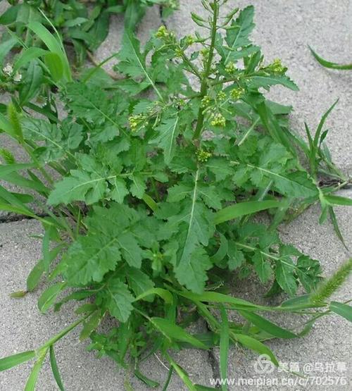 螫麻子   狭叶荨麻   早春野菜   小刺螫手痒痛, 豆瓣菜    鸭嘴菜