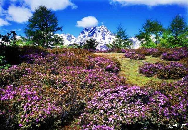 中国最美森林之白马雪山高山杜鹃林云南