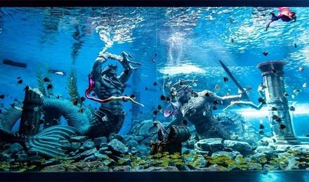 哈尔滨波塞冬鲨鱼酒店1晚 波塞冬海底世界波塞冬沙滩