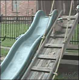 那些年,一言不合就愿意玩滑梯的狗狗们 最后的小柯基才是亮点!